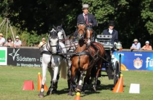 Paard Balkbrug 